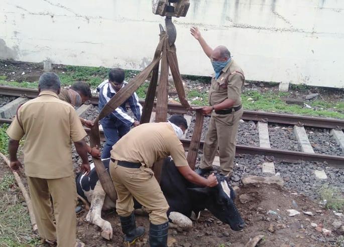 Campaign of the municipal corporation in Kolhapur city | कोल्हापूर शहरातील मोकाट जनावराविरोधात महापालिकेची मोहीम