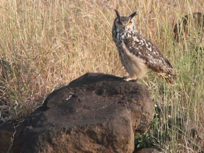 Slider shows about owl in schools through Chillar Party, Ela Foundation | चिल्लर पार्टी, इला फौंडेशनतर्फे शाळांमध्ये घुबडांविषयी स्लाईड शो Slider shows about owl in schools through Chillar Party, Ela Foundation | चिल्लर पार्टी, इला फौंडेशनतर्फे शाळांमध्ये घुबडांविषयी स्लाईड शो