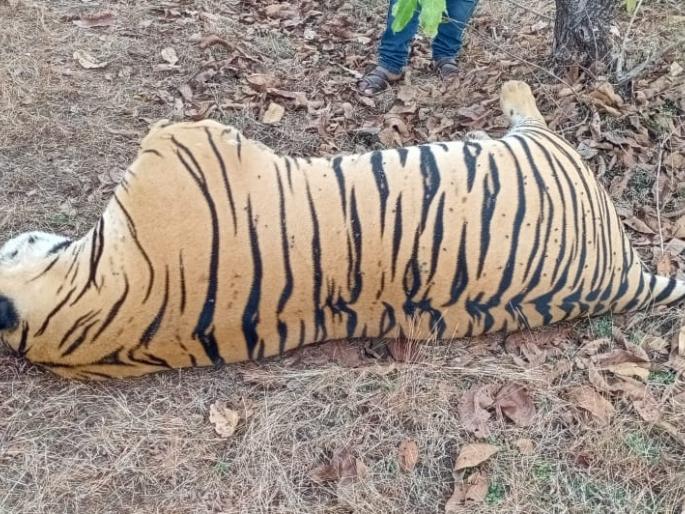 tiger poaching with electric shock, Nails and teeth missing | विद्युत शॉक देऊन वाघाची शिकार, नखे व दात गायब