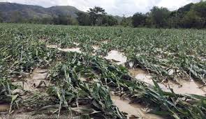 Returning rain threatens onion, paddy crops | परतीच्या पावसाने कांदा, भात पिकांना धोका Returning rain threatens onion, paddy crops | परतीच्या पावसाने कांदा, भात पिकांना धोका