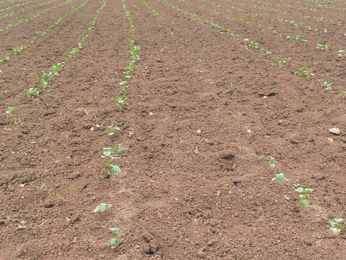 Due to lack of rains, sowing was delayed in three districts of Varada! | पावसाअभावी वऱ्हाडातील तीन जिल्ह्यांत पेरण्या खोळंबल्या! Due to lack of rains, sowing was delayed in three districts of Varada! | पावसाअभावी वऱ्हाडातील तीन जिल्ह्यांत पेरण्या खोळंबल्या!