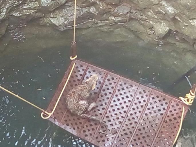 The leopard lying in the well came out safely | विहिरीत पडलेला बिबट्या सुखरुप बाहेर The leopard lying in the well came out safely | विहिरीत पडलेला बिबट्या सुखरुप बाहेर