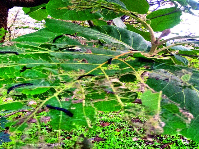 Larvae attack trees in the forest | जंगलातील वृक्षांवर अळीचा हल्ला Larvae attack trees in the forest | जंगलातील वृक्षांवर अळीचा हल्ला