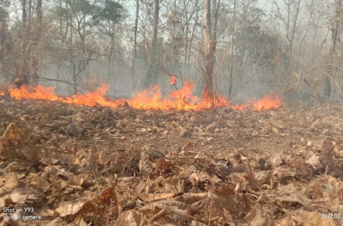 Now the 'fire ball' will stop the forest fire | आता ‘फायर बॉल’ रोखणार जंगलातील आग Now the 'fire ball' will stop the forest fire | आता ‘फायर बॉल’ रोखणार जंगलातील आग