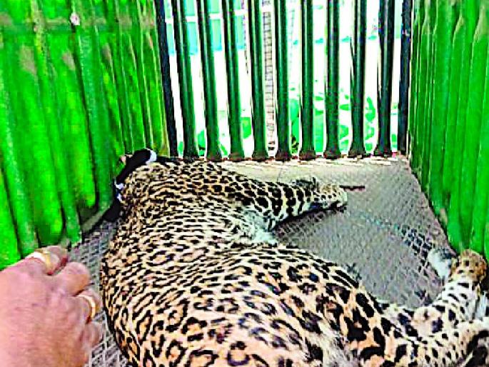 The leopard refused to eat | ‘त्या’ जेरबंद बिबट्याने आहार नाकारला The leopard refused to eat | ‘त्या’ जेरबंद बिबट्याने आहार नाकारला