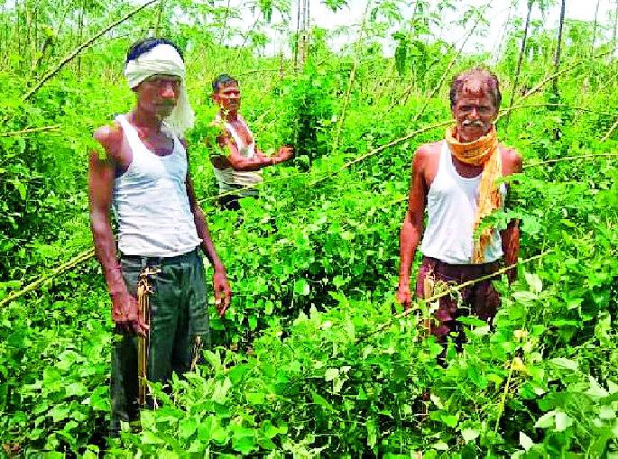 Storm rains destroyed Panpipri | वादळी पावसाने पानपिपरी उध्वस्त Storm rains destroyed Panpipri | वादळी पावसाने पानपिपरी उध्वस्त