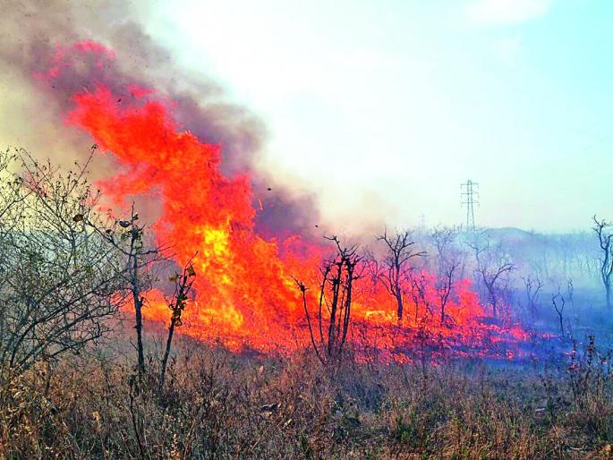 Dangerous fires in the Pohara forest | पोहरा जंगलात भीषण आग Dangerous fires in the Pohara forest | पोहरा जंगलात भीषण आग