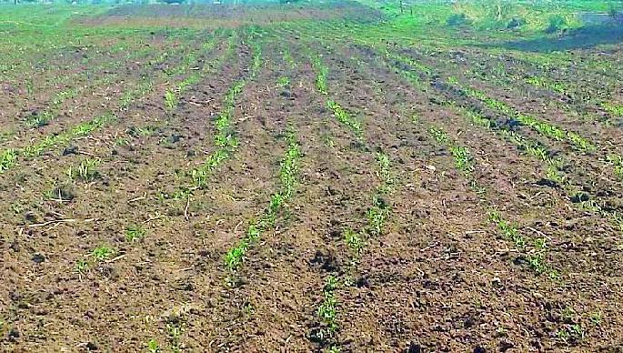 Bhatkuli, Nandgaon, Tivasa, Morsi, Wood in 'Danger Zone'! | भातकुली, नांदगाव, तिवसा, मोर्शी, वरूड ‘डेंजर झोन’मध्ये! Bhatkuli, Nandgaon, Tivasa, Morsi, Wood in 'Danger Zone'! | भातकुली, नांदगाव, तिवसा, मोर्शी, वरूड ‘डेंजर झोन’मध्ये!