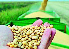 Buy soybean at 12 centers on marketing | पणन करणार १२ केंद्रांवर सोयाबीनची खरेदी Buy soybean at 12 centers on marketing | पणन करणार १२ केंद्रांवर सोयाबीनची खरेदी