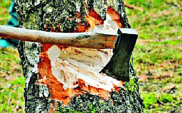 The Forest Officers Destroy Junken | वनअधिकाऱ्यांना वनतस्कर जुमानेना The Forest Officers Destroy Junken | वनअधिकाऱ्यांना वनतस्कर जुमानेना