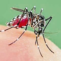 Swine fever, dengue semicolon! | स्वाईनची दहशत कायम, डेंग्यूला अर्धविराम ! Swine fever, dengue semicolon! | स्वाईनची दहशत कायम, डेंग्यूला अर्धविराम !