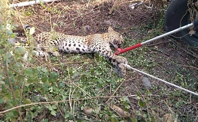 Two-year-old leopard has paralysis in Amravati District | अमरावती जिल्ह्यात दोन वर्षांच्या बिबट्याला ‘पॅरालिसीस’, दोनही पाय निकामी Two-year-old leopard has paralysis in Amravati District | अमरावती जिल्ह्यात दोन वर्षांच्या बिबट्याला ‘पॅरालिसीस’, दोनही पाय निकामी