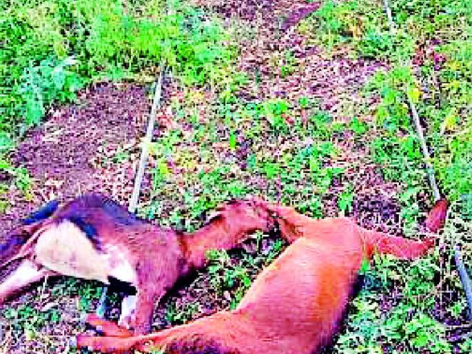 Urea mixed with mixed drinking water | युरिया मिश्रित पाणी प्यायल्याने १८ शेळ्या दगावल्या Urea mixed with mixed drinking water | युरिया मिश्रित पाणी प्यायल्याने १८ शेळ्या दगावल्या