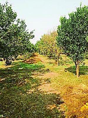 Millennium orbital sunglasses | कोट्यवधीचे संत्रापीक बुडण्याच्या मार्गावर Millennium orbital sunglasses | कोट्यवधीचे संत्रापीक बुडण्याच्या मार्गावर