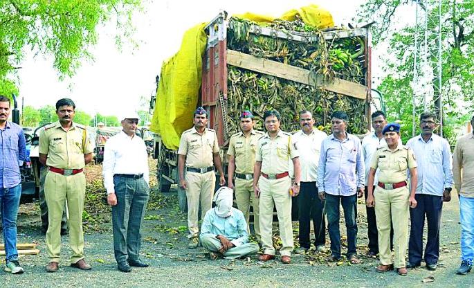 55 lakhs of ganja caught | ५५ लाखांचा गांजा पकडला