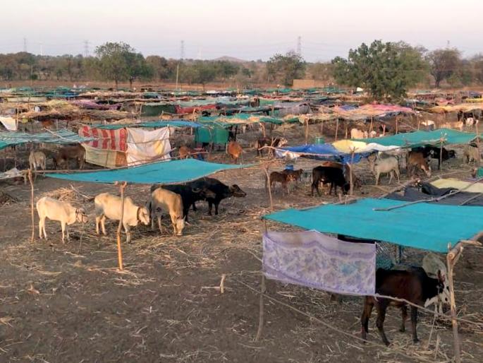 Financial problems of fodder camp! | चारा छावण्यांचा आर्थिक ताळमेळ जुळेना !