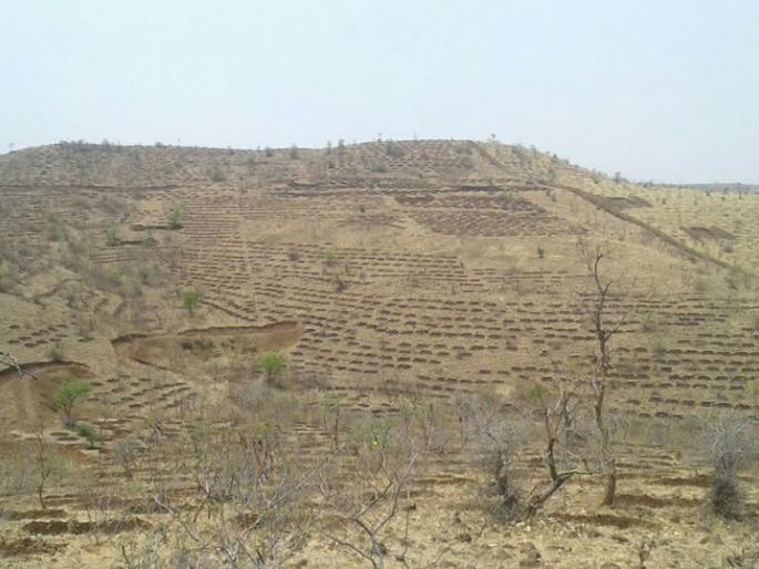 The purpose of the cultivation of 33 lakh 22 thousand trees in Beed district | बीड जिल्ह्याला ३३ लाख २२ हजार वृक्ष लागवडीचे उद्दिष्ट