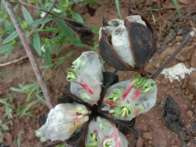 Perform immediate loss of crop damage | पिकांच्या नुकसानीचे तात्काळ पंचनामे करा Perform immediate loss of crop damage | पिकांच्या नुकसानीचे तात्काळ पंचनामे करा