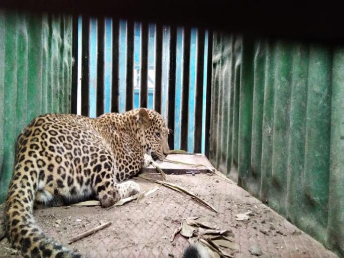 female Leopard arrested at Junnar | जुन्नर येथे बिबट्या मादी जेरबंद  female Leopard arrested at Junnar | जुन्नर येथे बिबट्या मादी जेरबंद