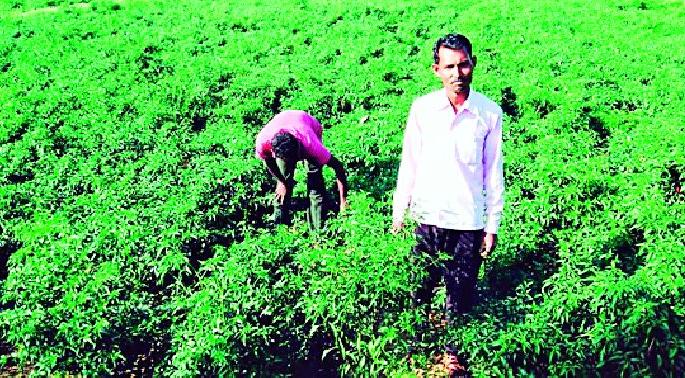 Net profit of one lakh per acre of chilli crop | एक एकरातील मिरची पिकात एक लाखांचा निव्वळ नफा Net profit of one lakh per acre of chilli crop | एक एकरातील मिरची पिकात एक लाखांचा निव्वळ नफा