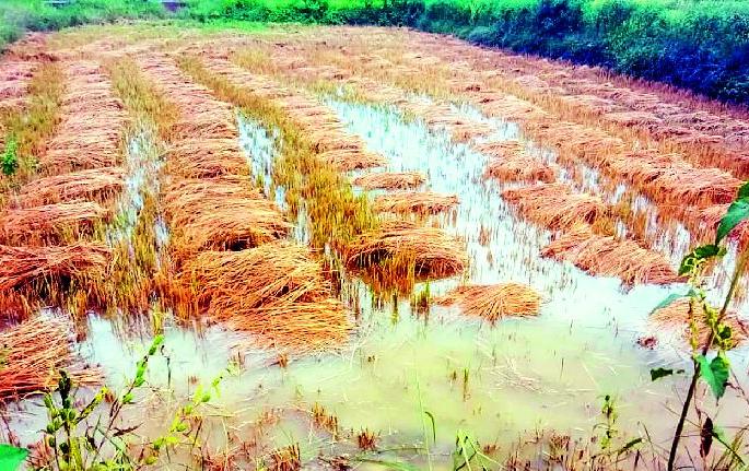 The return of rain caused the loss of the farmers | परतीच्या पावसाने केला शेतकऱ्यांचा घात The return of rain caused the loss of the farmers | परतीच्या पावसाने केला शेतकऱ्यांचा घात