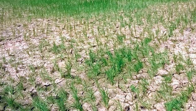 Roshan @ 60 percent | रोवणी @ ६० टक्के