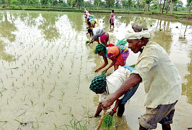 damadaara-paavasaamaulae-raovanaicayaa-kaamaannaa-vaega | दमदार पावसामुळे रोवणीच्या कामांना वेग damadaara-paavasaamaulae-raovanaicayaa-kaamaannaa-vaega | दमदार पावसामुळे रोवणीच्या कामांना वेग