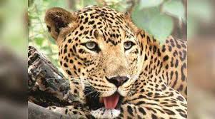 nashik,increasing,habitat,of,leopards,in,the,eastern,part | तालुक्याच्या पूर्व भागात बिबट्यांचे वाढते वास्तव्य