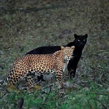Leopard attacks goat in front of farmers | शेतकऱ्यासमोरच बिबट्याचा शेळीवर हल्ला Leopard attacks goat in front of farmers | शेतकऱ्यासमोरच बिबट्याचा शेळीवर हल्ला