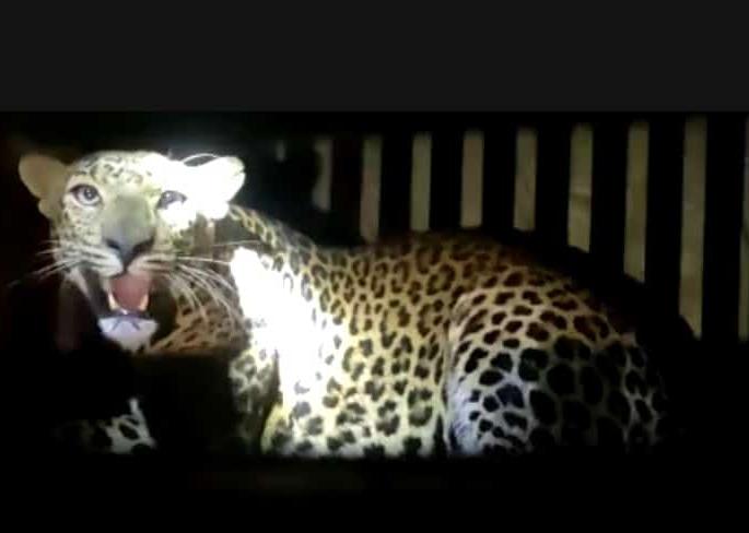 Leopards captured in Dangsaundane | डांगसौंदाणेत बिबट्या जेरबंद Leopards captured in Dangsaundane | डांगसौंदाणेत बिबट्या जेरबंद