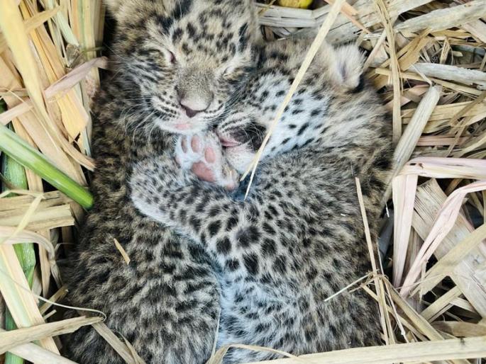 Leopard calves found in sugarcane near Darna | दारणाकाठी ऊसात आढळले बिबट्याचे बछडे Leopard calves found in sugarcane near Darna | दारणाकाठी ऊसात आढळले बिबट्याचे बछडे