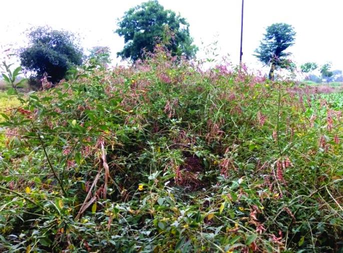 The late tourist crop is earthenware! | उशीरा येणारे तूर पीक मातीमोल!   The late tourist crop is earthenware! | उशीरा येणारे तूर पीक मातीमोल!