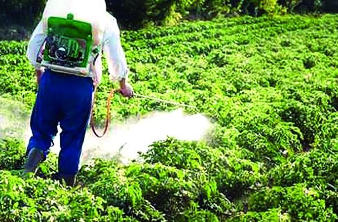 Agriculture department messes with spray of bogus weed! | बोगस तणनाशक फवारणीने कृषी विभागात गोंधळ! Agriculture department messes with spray of bogus weed! | बोगस तणनाशक फवारणीने कृषी विभागात गोंधळ!