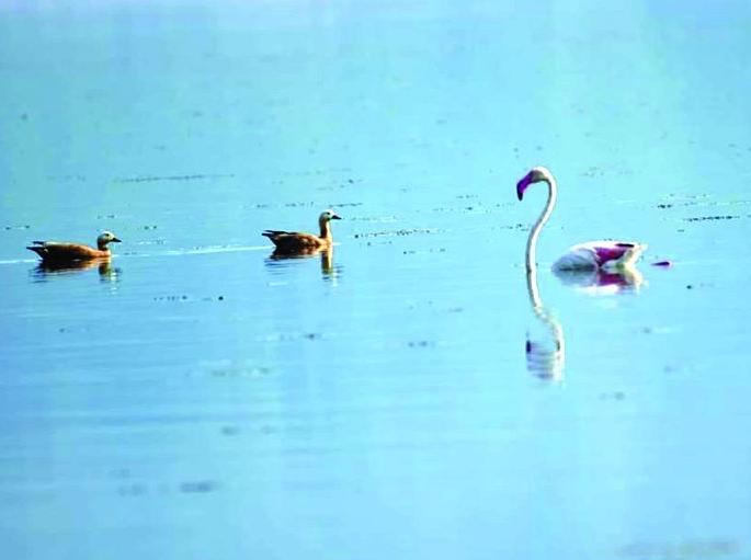 Flamingo first appears on Lonar lake | लोणार सरोवरावर प्रथमच झाले ‘फ्लेमिंगो’चे दर्शन Flamingo first appears on Lonar lake | लोणार सरोवरावर प्रथमच झाले ‘फ्लेमिंगो’चे दर्शन