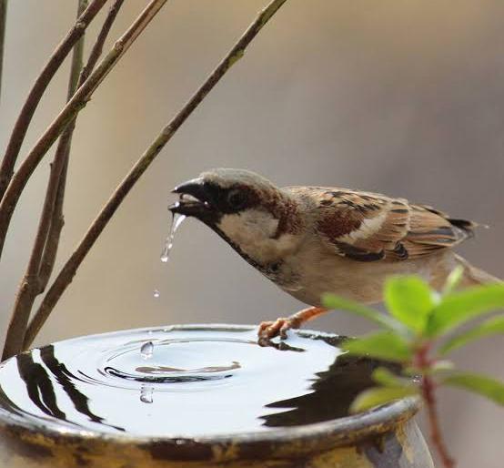 Thirst of the birds being divided by keeping water in the courtyard | अंगणात पाणी ठेवून भागविली जातेय पक्षांची तहान Thirst of the birds being divided by keeping water in the courtyard | अंगणात पाणी ठेवून भागविली जातेय पक्षांची तहान