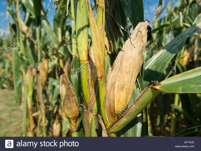 Siege of aloe millet, grape crops | लष्करी अळीचा बाजरी, द्राक्ष पिकांना वेढा Siege of aloe millet, grape crops | लष्करी अळीचा बाजरी, द्राक्ष पिकांना वेढा