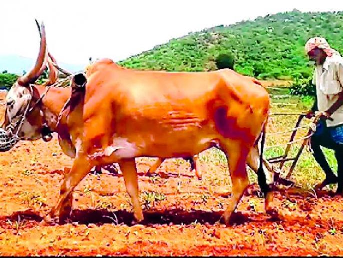 Out of 339 proposals, only half were approved | ३३९ प्रस्तावांपैकी केवळ निम्मे प्रस्तावच मंजूर