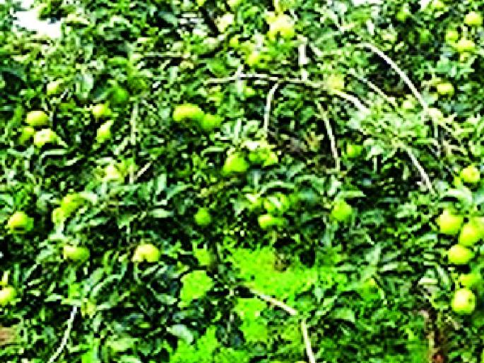 Waiting for the release of 'Happiness' for 4.5 thousand farmers | साडेचार हजार शेतकऱ्यांना ‘फलोत्पादन’ सोडतीची प्रतीक्षा