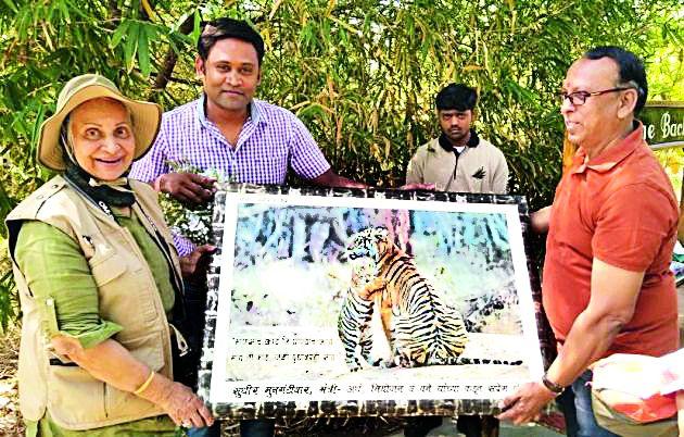 Tadoba's 'Maya' starrer actress gets enthralled | ताडोबातील ‘माया’ने घातली मायानगरीच्या अभिनेत्रीला भुरळ Tadoba's 'Maya' starrer actress gets enthralled | ताडोबातील ‘माया’ने घातली मायानगरीच्या अभिनेत्रीला भुरळ