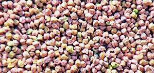 For the district, the condition of purchasing of seven hundred quintals of wheat per hectare | जिल्ह्याकरिता हेक्टरी साडेसात क्विंटल हरभरा खरेदीची अट For the district, the condition of purchasing of seven hundred quintals of wheat per hectare | जिल्ह्याकरिता हेक्टरी साडेसात क्विंटल हरभरा खरेदीची अट