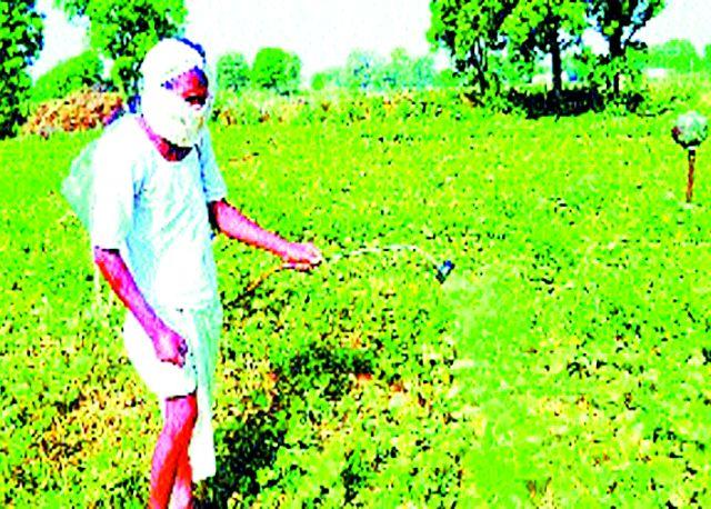 'She' pesticide texture? | ‘ती’ कीटकनाशके बनावट?