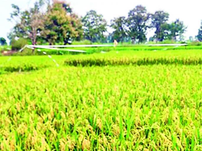 Sparks of conflict between officials-citizens while avoiding human-wildlife conflict | मानव-वन्यजीव संघर्ष टाळताना अधिकारी-नागरिकांमध्ये संघर्षाची ठिणगी