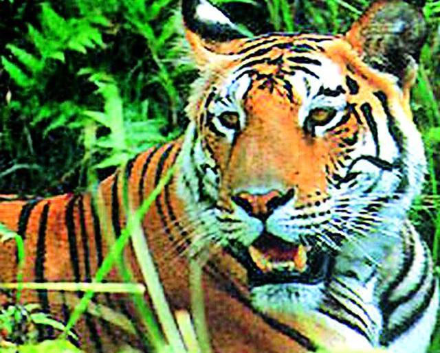 Tractor journey by the forest officials to find tigers | वाघ शोधण्यासाठी वनाधिकाऱ्यांचा ट्रॅक्टरने प्रवास