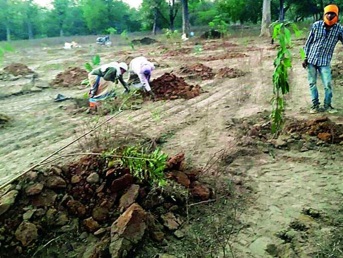 The 'encroachment' land belongs to the forest department | ‘ती’ अतिक्रमित जमीन वन विभागाचीच The 'encroachment' land belongs to the forest department | ‘ती’ अतिक्रमित जमीन वन विभागाचीच