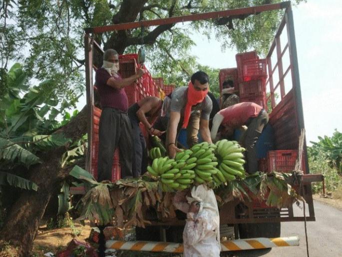 Banana harvest started due to traffic problems | वाहतुकीचा प्रश्न सुटल्याने केळी कापणी सुरु