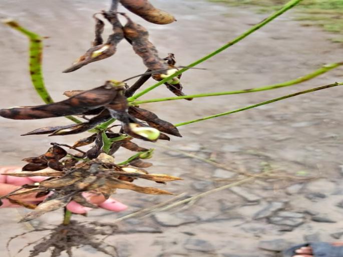 Kharif crisis due to return rains | परतीच्या पावसामुळे खरीप संकटात Kharif crisis due to return rains | परतीच्या पावसामुळे खरीप संकटात