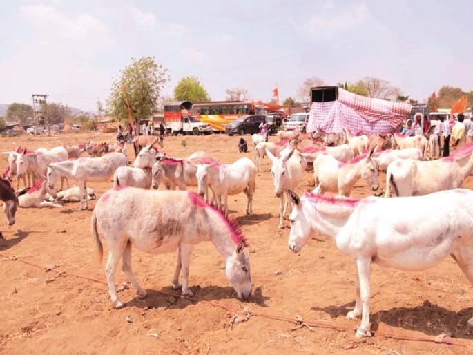 Sprinkle with donkeys in the marketplace | मढीच्या बाजारात गाढवांनी खाल्ला भाव