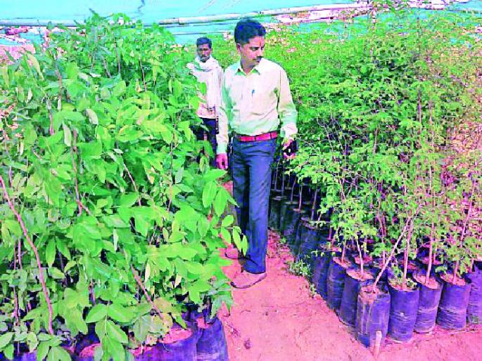 Planting of seedlings at one and a half lakh | दीड लाखावर रोपांची लागवड Planting of seedlings at one and a half lakh | दीड लाखावर रोपांची लागवड