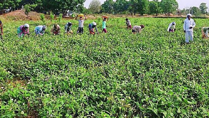Growth from Vegetable | भाजीपाल्यातून साधली उन्नती