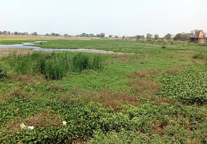 Icarnia plant poses a problem to pond fishing in Gadchiroli Distirct | इकाॅर्निया वनस्पतीमुळे तलावातील मासेमारीस अडचण